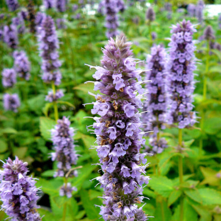 Agastache foeniculum ‘Blue Fortune’ - anijsplant, dropplant