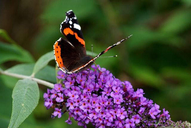 Buddleja davidii ‘Border Beauty’