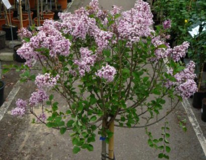 Syringa meyeri ‘Palibin’ op stam - kleinbloemige dwergsering, kruidnagel