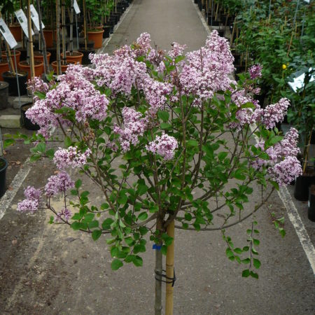 Syringa meyeri ‘Palibin’ op stam - kleinbloemige dwergsering, kruidnagel