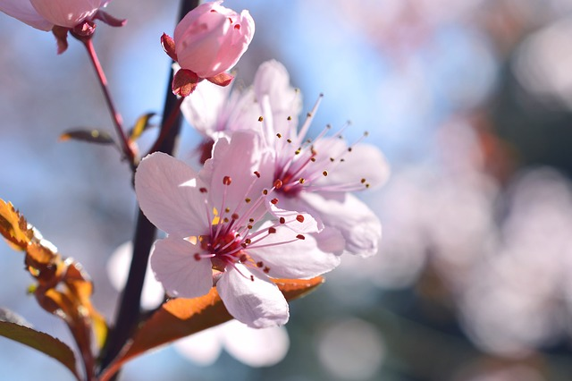 Prunus subhirtella ‘Autumnalis Rosea’ - sierkers