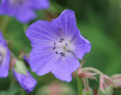 Geranium ‘Johnson Blue’ - ooievaarsbek