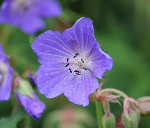 Geranium ‘Johnson Blue’ - ooievaarsbek
