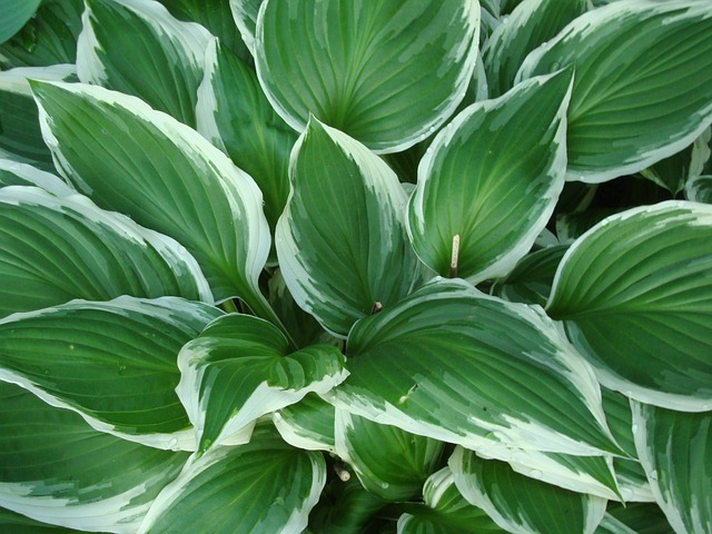 Hosta undulata ‘Albomarginata’