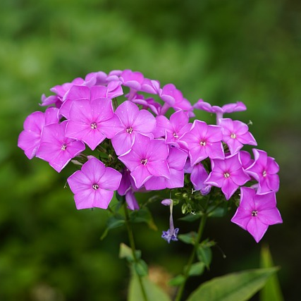 Phlox paniculata ‘Amethyst’ - vlambloem