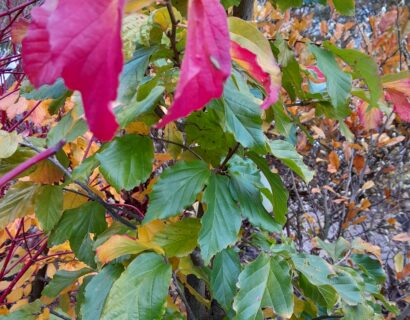 Parrotia persica - Perzisch ijzerhout