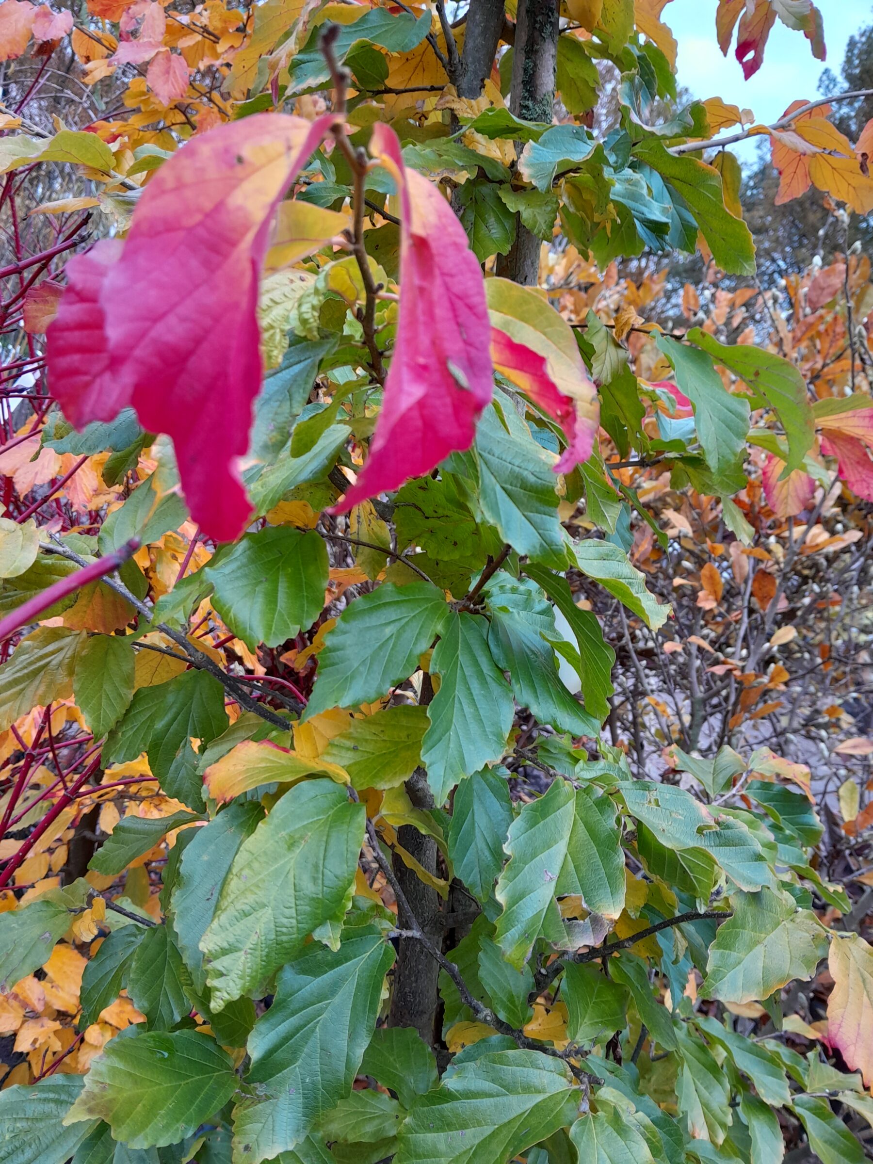 Parrotia persica - Perzisch ijzerhout