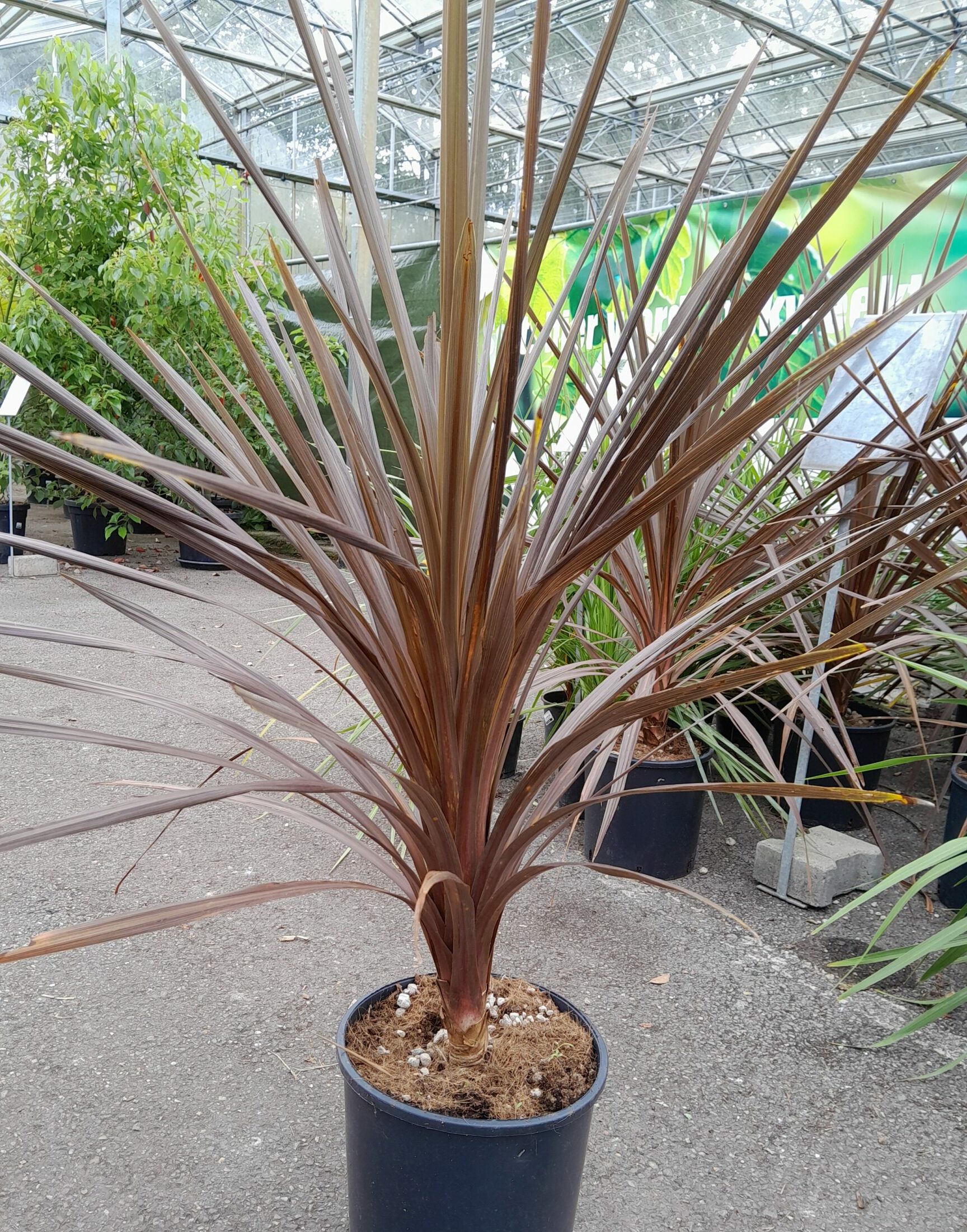 Dracaena Atropurpurea - Koolpalm