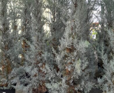 Cupressus arizonica ‘Fastigiata’ - Amerikaanse cypres, Arizonacypres