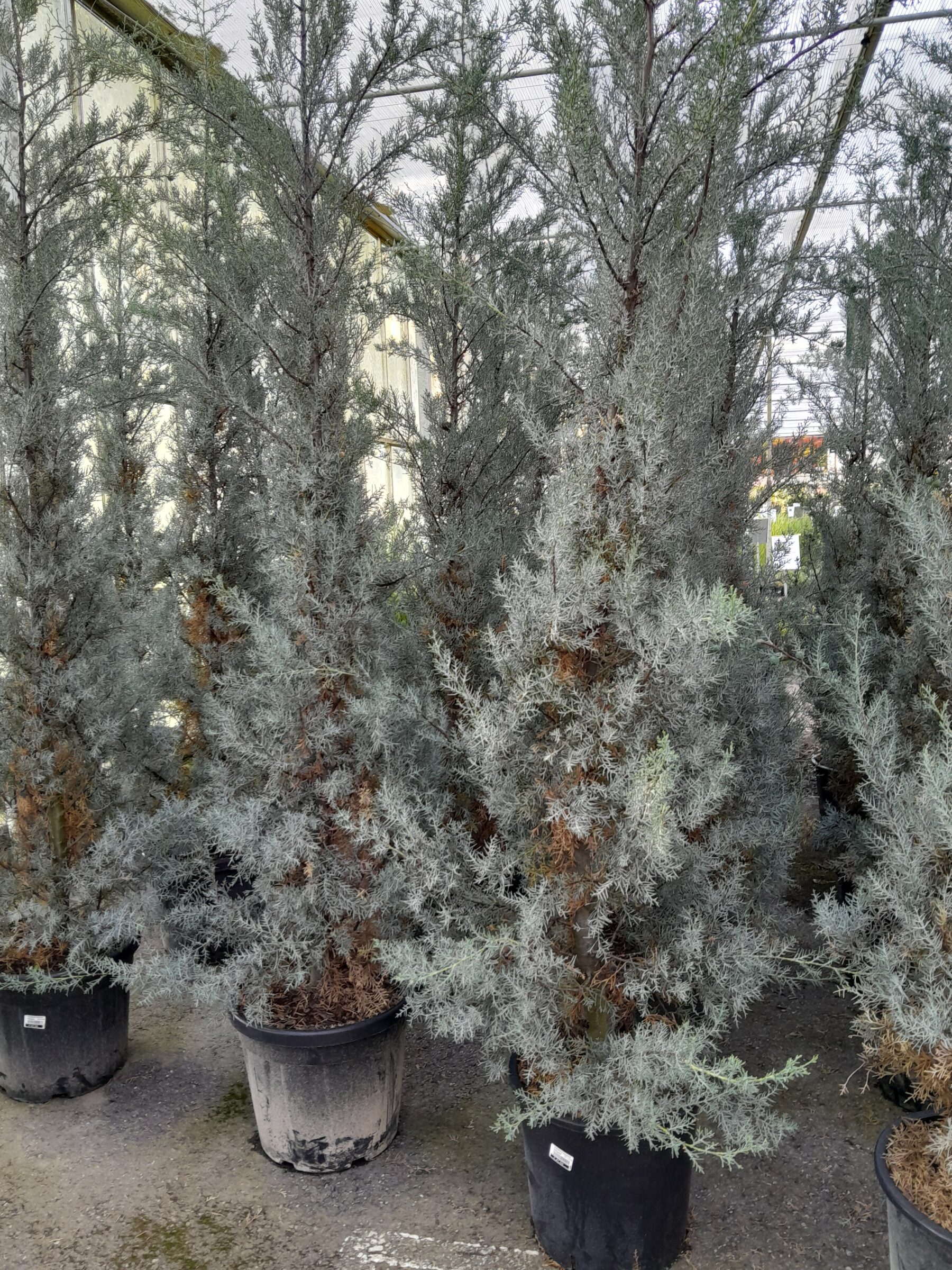 Cupressus arizonica ‘Fastigiata’ pot 25 liter 175/200 cm