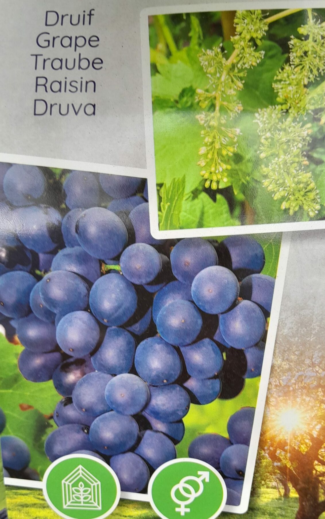 Vitis ‘Frankenthaler’ - blauwe druif