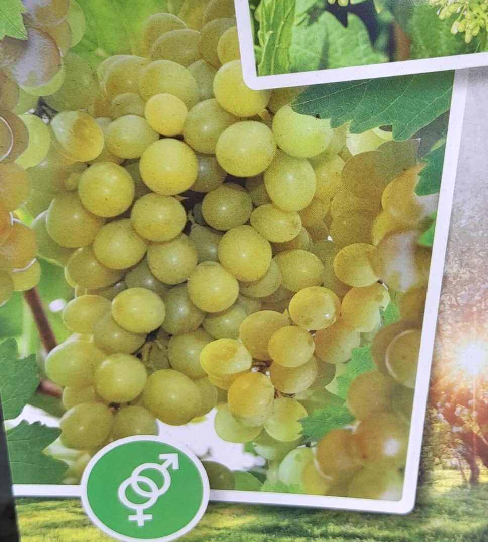 Vitis ‘Himrod’ - witte pitloze druif