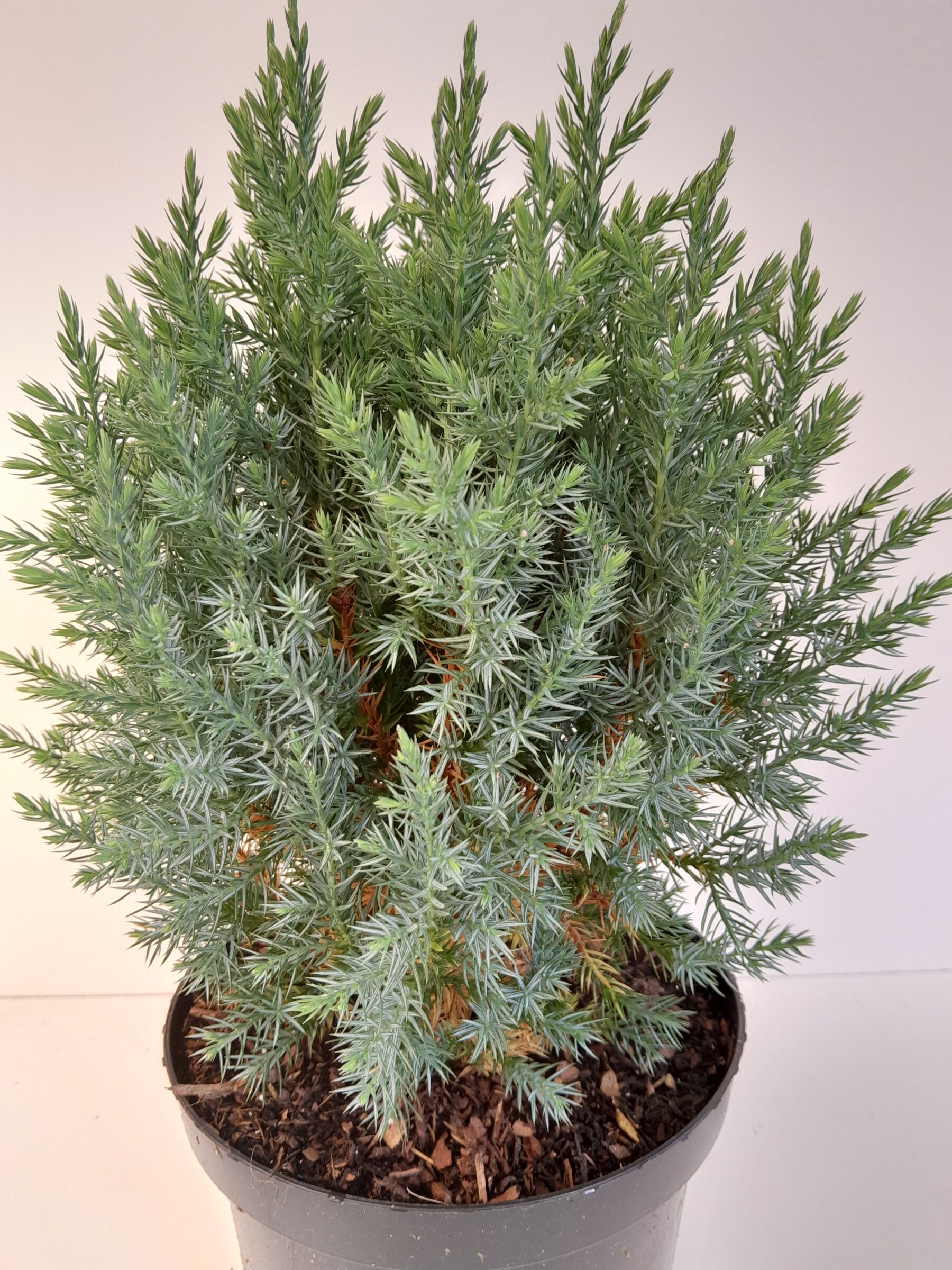 Juniperus chinensis ‘Stricta’ - jeneverbes