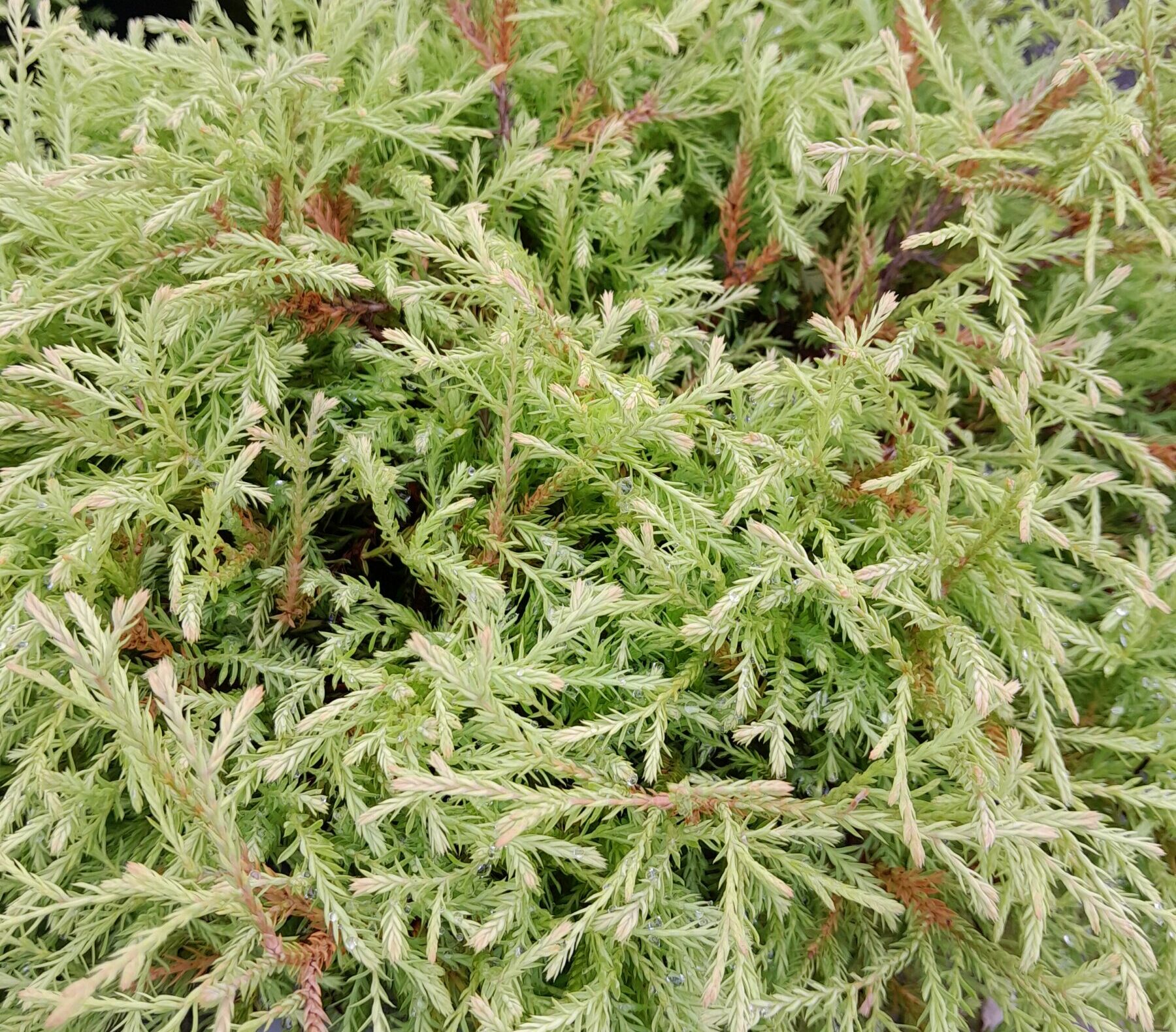 Thuja occidentalis ‘Golden Tuffet’ - levensboom
