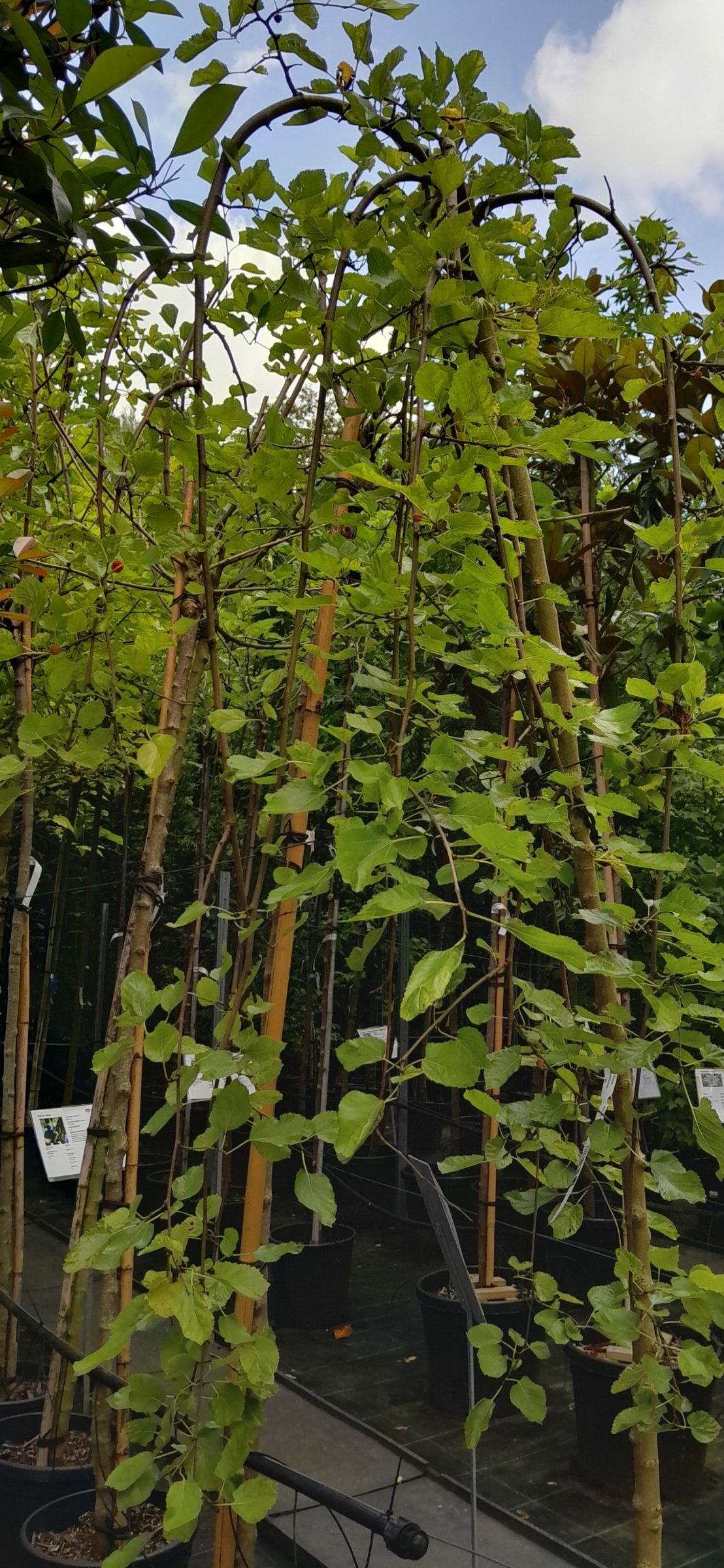 Morus alba ‘Pendula’ hoogstam - treurmoerbei