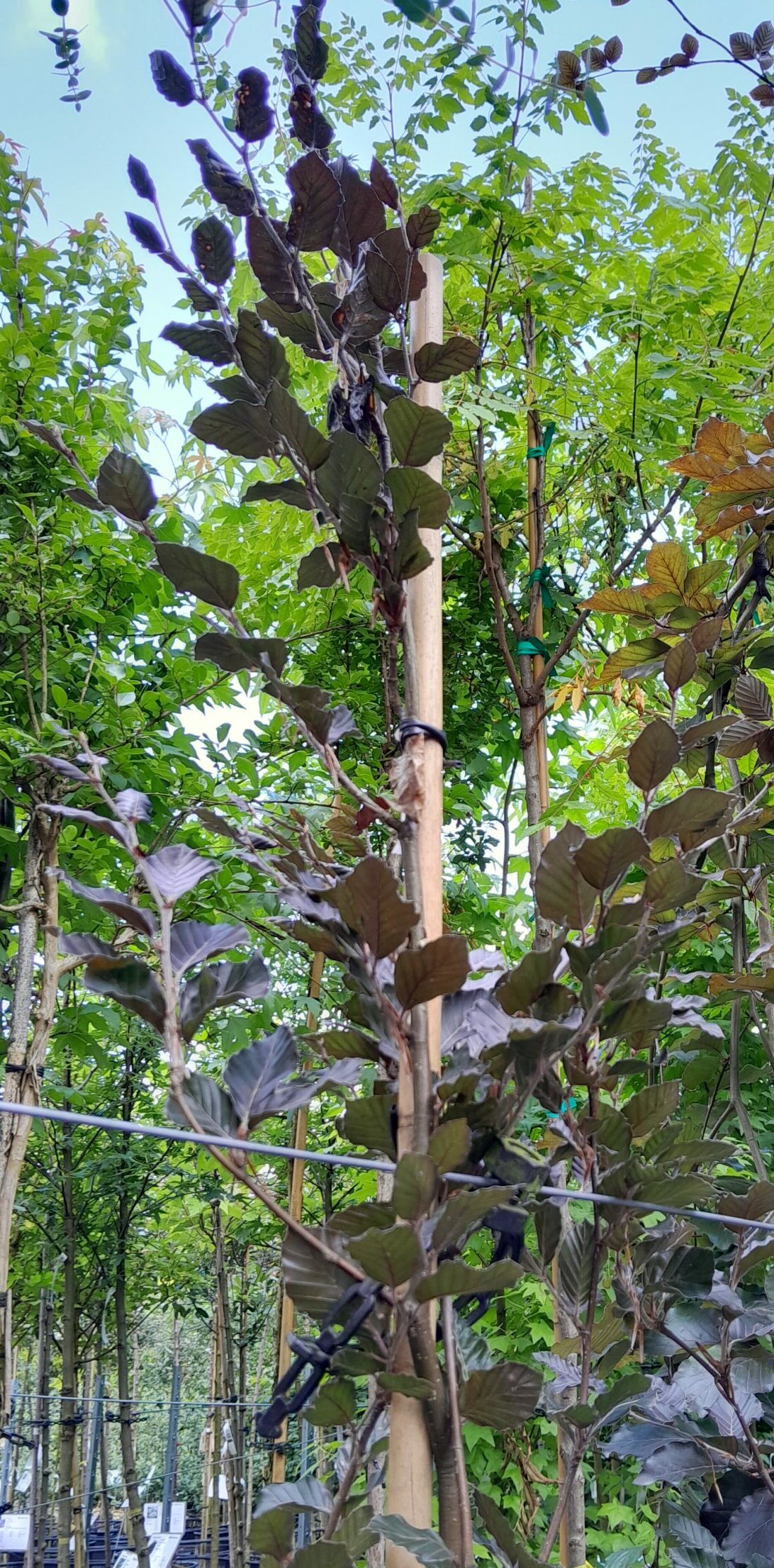 Fagus sylvatica ‘Dawyck Purple’ - rode zuilbeuk