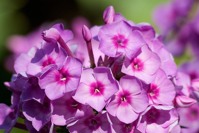 Phlox paniculata ‘Bright Eyes’ - vlambloem