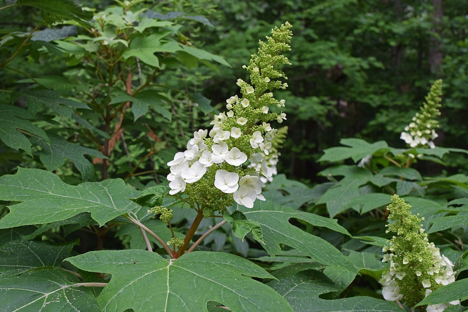 Hydrangea quercifolia