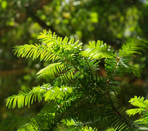 Taxus baccata - venijnboom