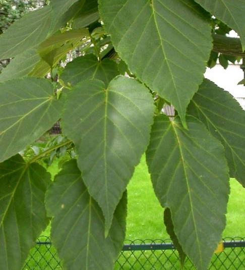 Acer davidii - streepjes-esdoorn