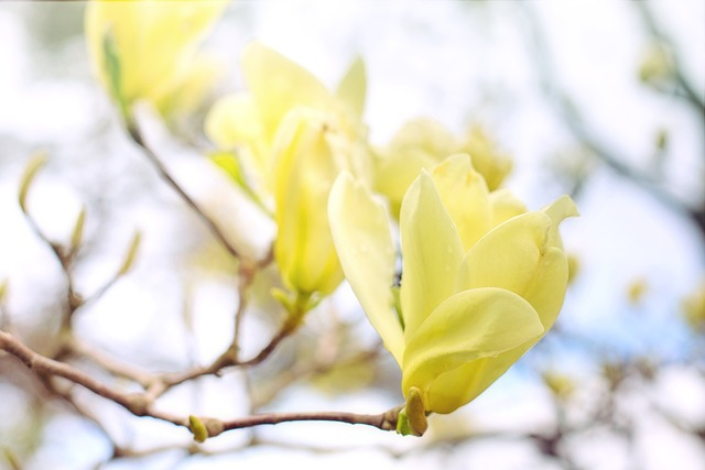 Magnolia brooklyensis ‘Elizabeth’ - beverboom