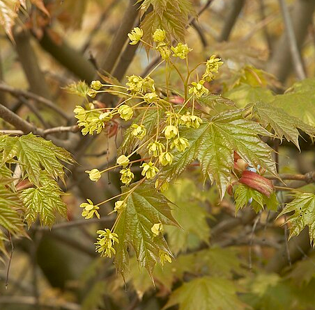 Acer platanoides ‘Globosum’ hoogstam bolvorm - bolesdoorn hoogstam bolvorm
