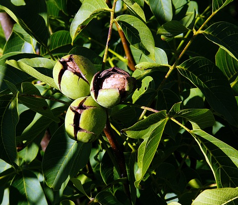 Juglans regia - walnoot, okkernoot