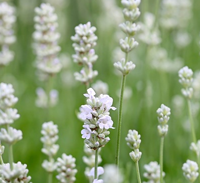 Lavandula angustifolia ‘Alba’ - lavendel
