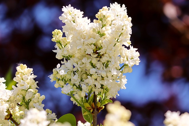 Syringa vulgaris ‘Primrose’