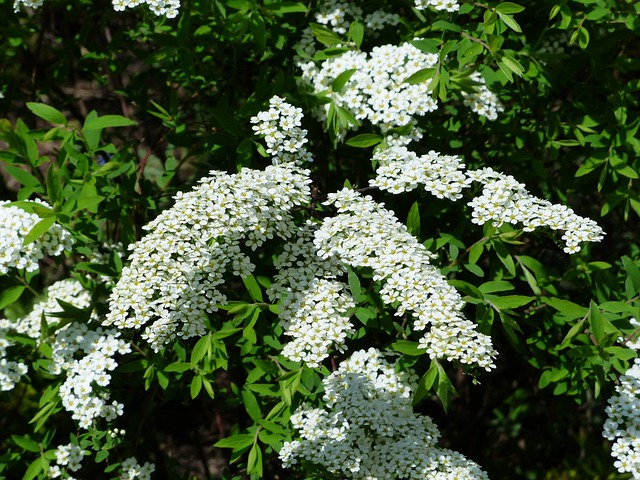 Spiraea thunbergii - spierstruik