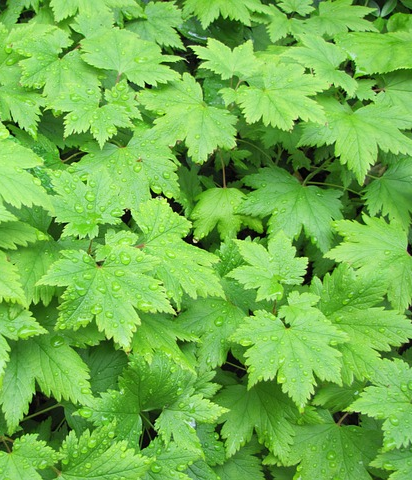 Tiarella cordifolia - perzische muts