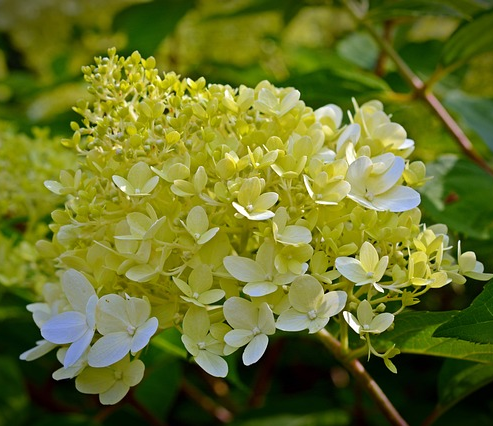 Hydrangea paniculata ‘Phantom’ - schapenkop-hortensia