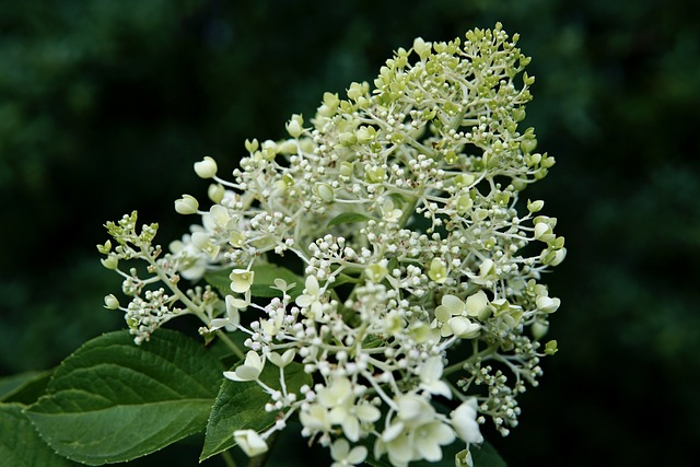 Hydrangea paniculata ‘Grandiflora’