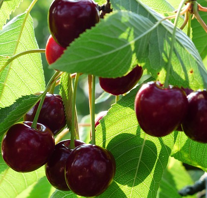 Prunus avium ‘Early Rivers’ - kers