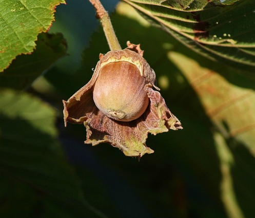 Corylus avellana - hazelaar