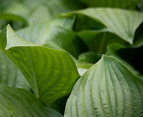 Hosta tardiana ‘Halcyon’ - hartlelie