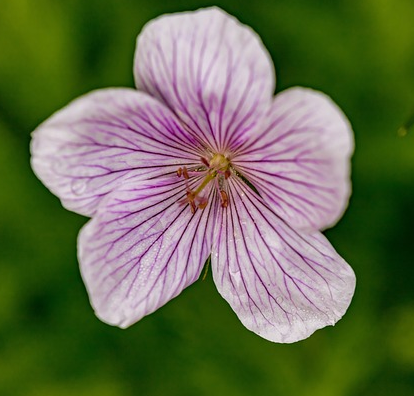 Geranium cinereum ‘Ballerina’ - ooievaarsbek