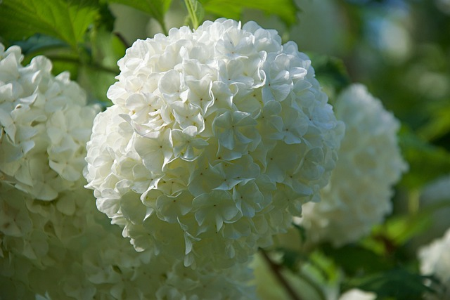 Viburnum ‘Eskimo’ - sneeuwbal