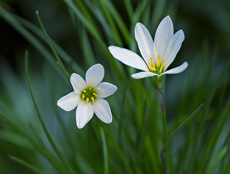 Zephyranthes candida - 