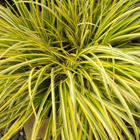 Acorus calamus ‘Ogon’ - kalmoes