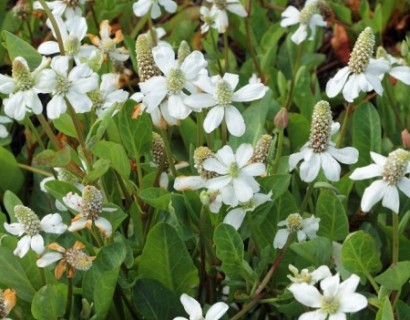 Anemopsis californica - teer guichelheil