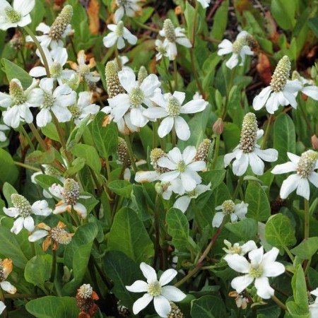 Anemopsis californica - 