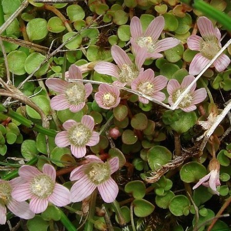 Anagilis tenella - teer guichelheil