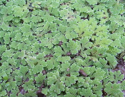 Azolla caroliniana - kroosvaren