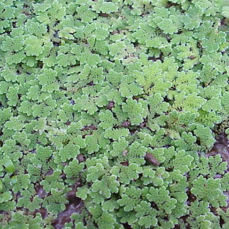 Azolla caroliniana - kroosvaren