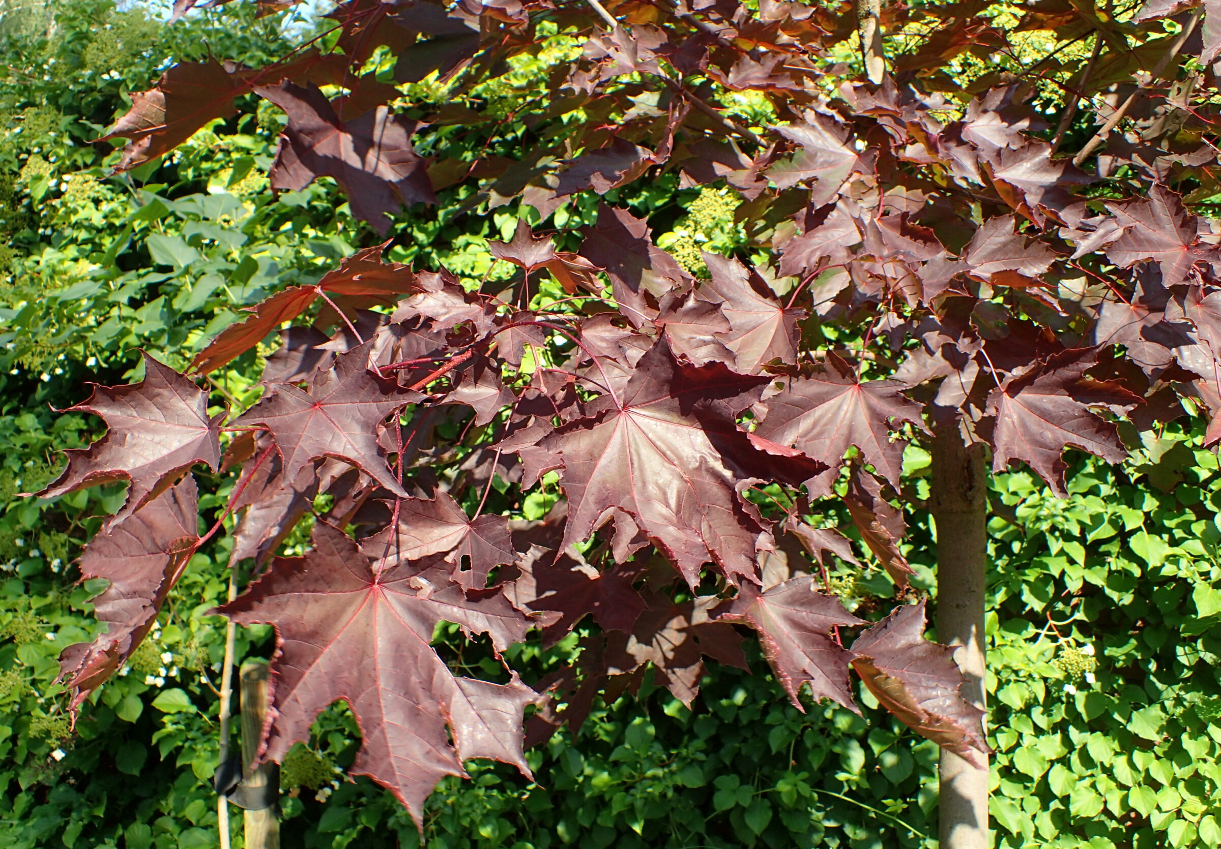 Acer platanoides ‘Faassen’s Black’ - roodbladige esdoorn