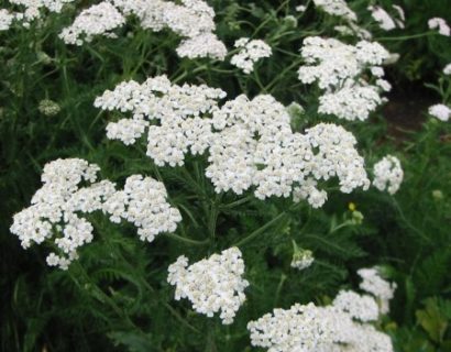 Achillea millefolium