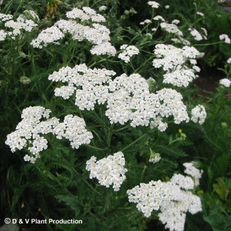 Achillea millefolium - duizendblad