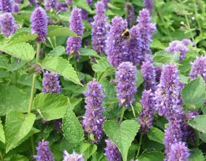 Agastache foeniculum - dropplant