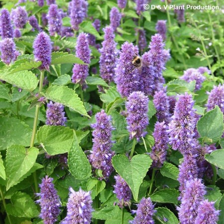 Agastache foeniculum - dropplant